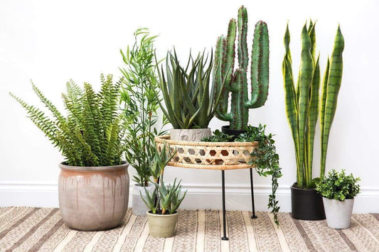Evde Bir Orman Havası: Urban Jungle Trendi